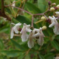 Vitex leucoxylon L.f.